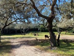 -奥兰多迪士尼动物王国乐园
