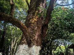 -八大山人梅湖景区