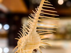 -青岛贝壳博物馆