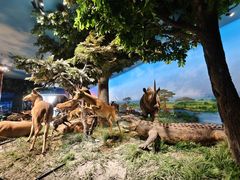 -国家自然博物馆