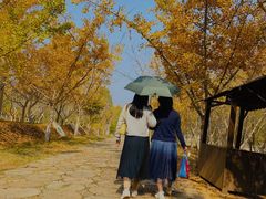 -千年银杏谷文化旅游区