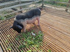 -小鱼草莓采摘园农家乐·小鱼餐厅