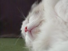 -猫猫幼稚园·撸猫·桌游·电玩