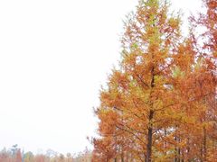 -白鹭湾湿地公园