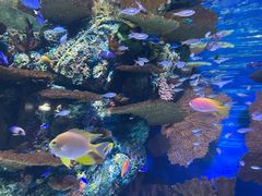 -上海海洋水族馆