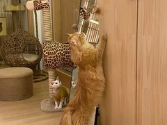 -猫腻·猫咖·撸猫馆(星光大道店)