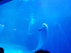 -多彩贵州城极地海洋世界