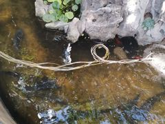 -双廊杨记石锅鱼石锅牛肉