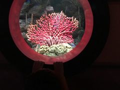 -暹罗海洋世界