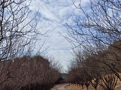 -南国桃园旅游度假区