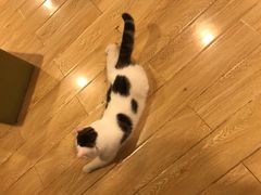 -Cappucimeow猫咪咖啡馆(韦伯时代店)
