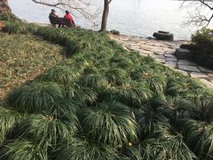 -西湖外事游船(花港观鱼码头)