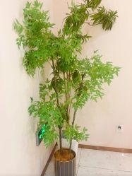 -Lily纤美·科技减脂中心