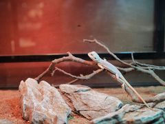 -帕帕拉兹宠物(亚洲旗舰店)