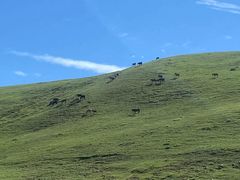-苏木山森林公园