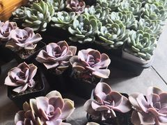 -南通洲际绿博园