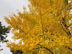 -北京西山国家森林公园