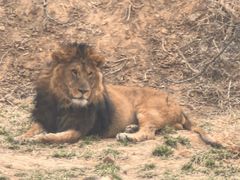 -石家庄市动物园