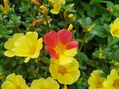 -芜湖方特东方神画