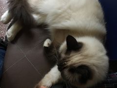 -猫色咖啡·猫咖