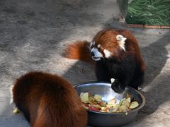 -青藏高原野生动物园