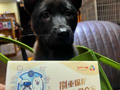 -宠颐生斯嘉宠物医院·急重症·心内科(谷阳北路分院)