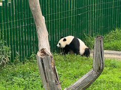 -沈阳森林动物园