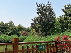 -上海滨江森林公园