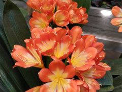 -双季花艺园艺市场(浦东店)