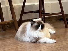 -有猫主题·治愈系猫咖(曾厝垵店)