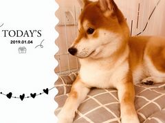 -Goku PET SHOP宠物视觉生活馆(双井店)