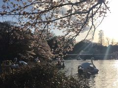-井之头恩赐公园