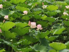 -荔湾湖公园