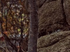 -崂山巨峰游览区