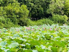 -龙头寺公园