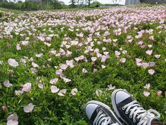 -合肥滨湖国家森林公园