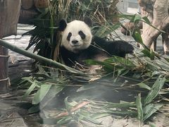 -泉州海丝野生动物世界