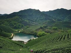 -龙坞茶村