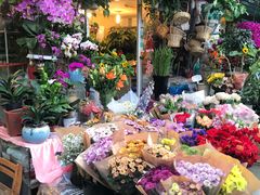 -曲阳花鸟市场(曲阳路店)