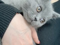 -瑞派·关忠动物医院·猫专科·犬专科(三环新城店)