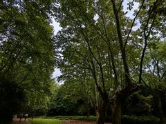 -上海共青森林公园