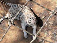 -西霞口神雕山野生动物世界