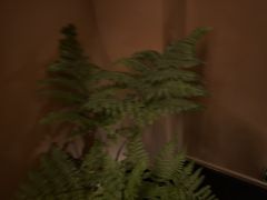 -泰·菩提树下[泰式按摩x精油SPAx肩颈头疗](新景店)