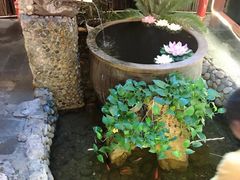-三道苗苗鱼·美蛙黄辣丁(八里店)