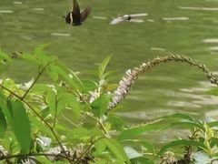 -新湖明珠城