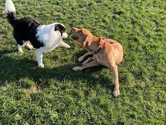 -趣玩宠物乐园寄养训犬训狗游泳池