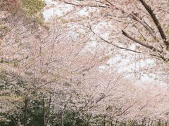 -高东镇樱花园