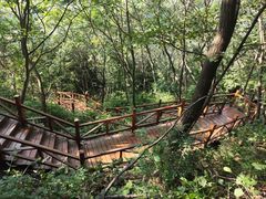 -大岭沟猕猴桃谷风景区