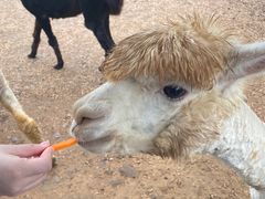 -太湖龙之梦