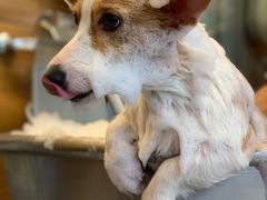 -PETKIT小佩宠物(古北店)